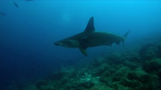 Agitated hammerhead shark makes a lunge to catch dinner