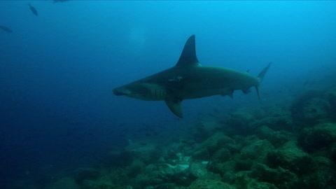 Agitated hammerhead shark makes a lunge to catch dinner