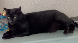 Adopting a Cat from a Shelter Vlog - Cute Precious Piper Shows Her Skills as an Actress