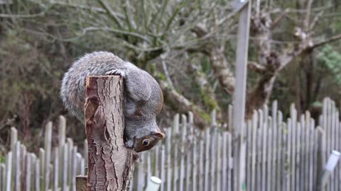 Watch The Very Cute and Beautiful Squirrel