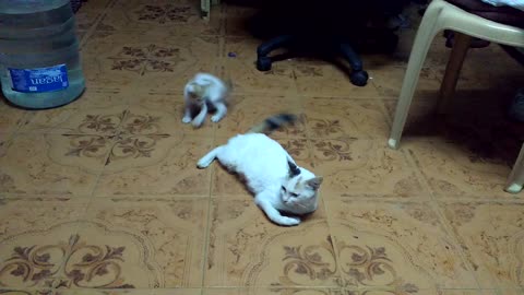 Cute little kitten plays with mother's tail