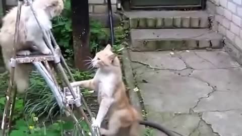 Cat Videos for You to Laugh