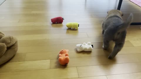 Baby Jindo Dog is playing with Haribos