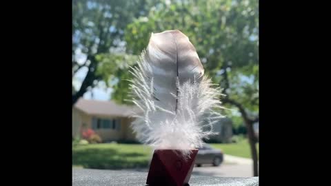 Downy Woodpecker feather