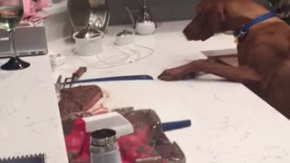 Dog reaching towards food