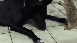 Dog And A Prairie Dog Enjoy An Incredibly Rare Friendship