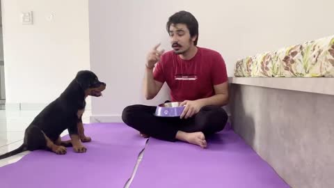 Dog training Indian