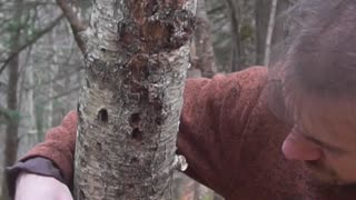 This Wild Mushroom can Transport Fire!