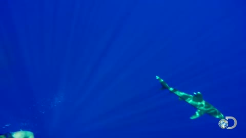 Oceanic Whitetip Shark Bites Diver