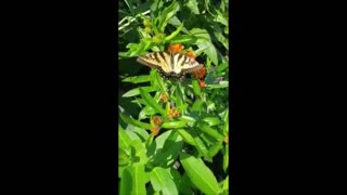 Tiger Swallowtail Came By for A Meal