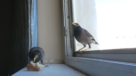funny birds fight for a piece of bread!
