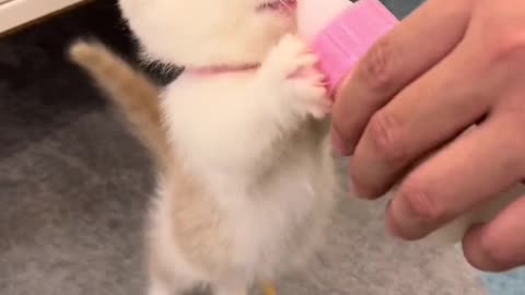 The little milk cat is too cute to eat milk!