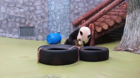Moment Adorable Panda Bear Frolics In Car Tyres