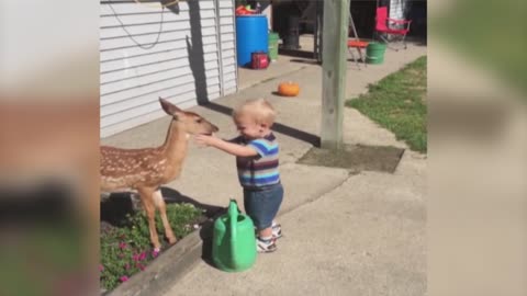 Little boy friendship with baby Deer so funny.