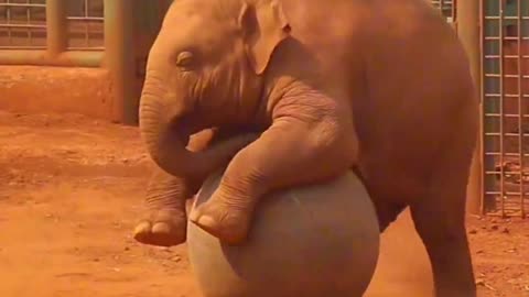 baby elephant playing with ball