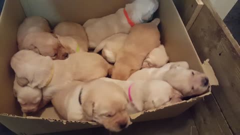 10 tiny Labrador pups in cardboard box