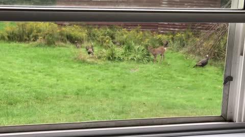 Mischievous Fawn Tries To Play With Wild Turkeys