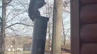 Daredevil Squirrel Swings from Bird Feeder for Seeds