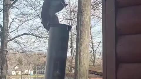 Daredevil Squirrel Swings from Bird Feeder for Seeds