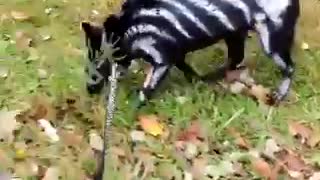 Puppy shows off his spooky Halloween costume