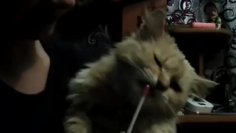 Cat loves candy