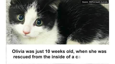 Kitten rescued from inside car engine
