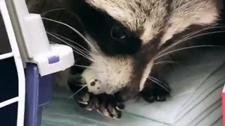 The raccoon is eating a quail egg.