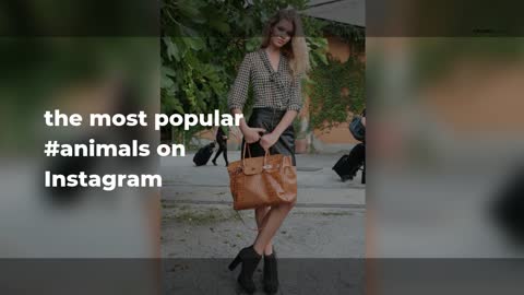 the most popular #animals on Instagram