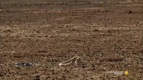 Mongoose Vs. Cobra - Smithsonian Channel_batch