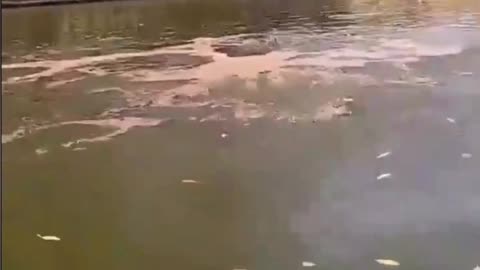 Man is feeds on fish in the lake
