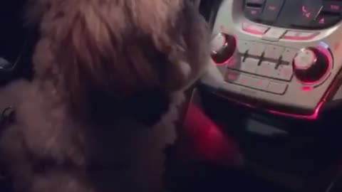 Dog changes radio station because she hates the song