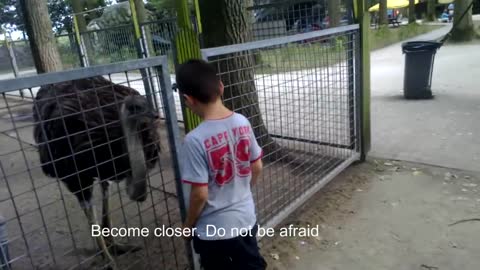 Unexpected attack of ostrich in zoo