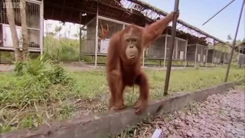 An Orangutan FINALLY Moves Home | Orangutan Diary | BBC Earth