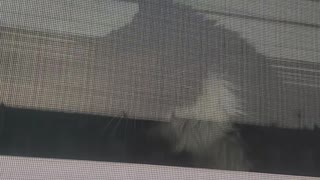 Jealous Kitty Uses Rapid Paws on Window