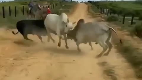 Animal fight| Dual bull fight| Bull fight 2022