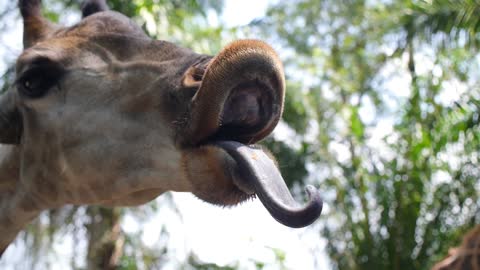 Face of Giraffe with Tongue Closeup