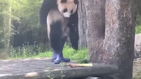 u Bao gets stuck. Grandpa saves her