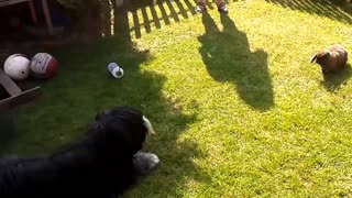 Dog and bunny rabbit share unique friendship