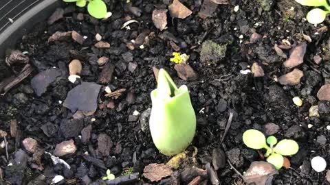 Beautiful tulip growing in my garden