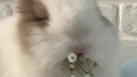 Funny rabbit eating flower