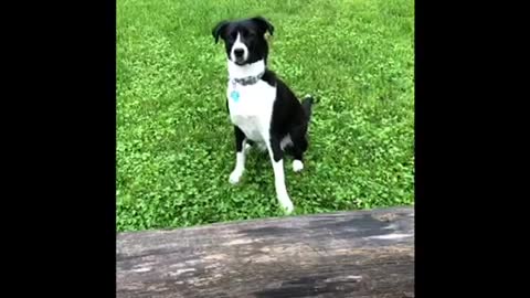 Dog and Dad both fail with tennis ball