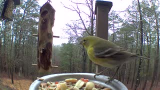 chirpy pine warbler