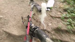 Husky Puppy Plays In Water For The First Time!