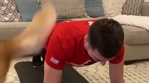 LOOK! DOG AIDING HIS OWNER IN HOME TRAINING