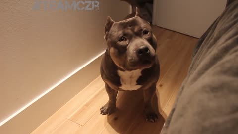 Talking dog American Bully is so smart!