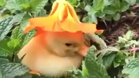 Cutest Natural Hat For A Duckling