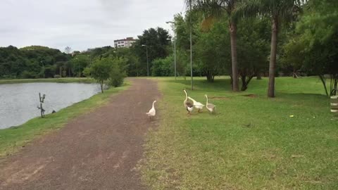 Funny Video of Dogs, Cats and other Animals - Geese of Dick's Park,