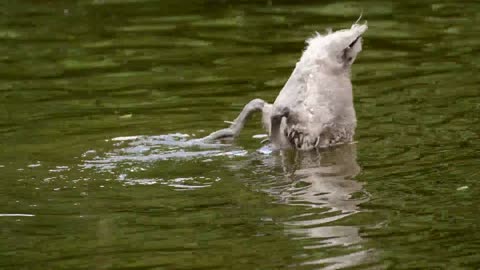 A little swan playing in the water.