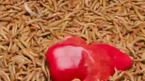 Timelapse 50 000 Mealworms vs. Red Paprika