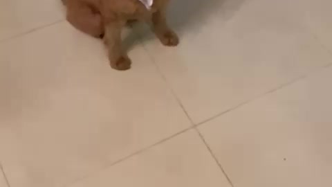 Cute dog catching a treat